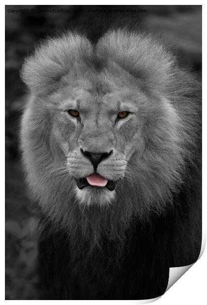 Majestic Lion Sticking Out His Tongue  Print by rawshutterbug 