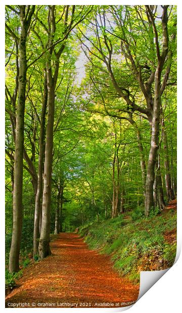 Cotswolds Forest Bridleway Print by Graham Lathbury