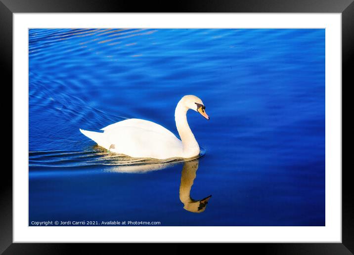 White swan sailing in the blue waters - Glamor Edition  Framed Mounted Print by Jordi Carrio