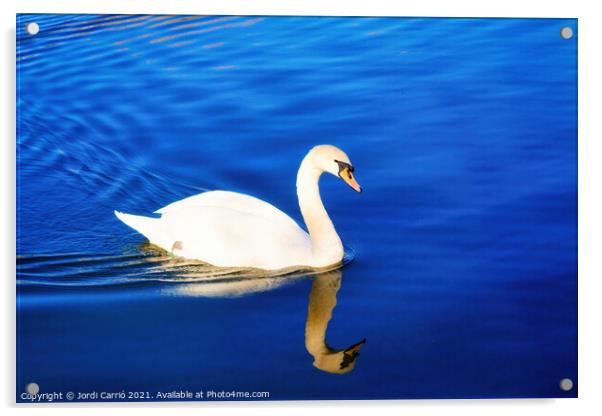 White swan sailing in the blue waters - Glamor Edition  Acrylic by Jordi Carrio