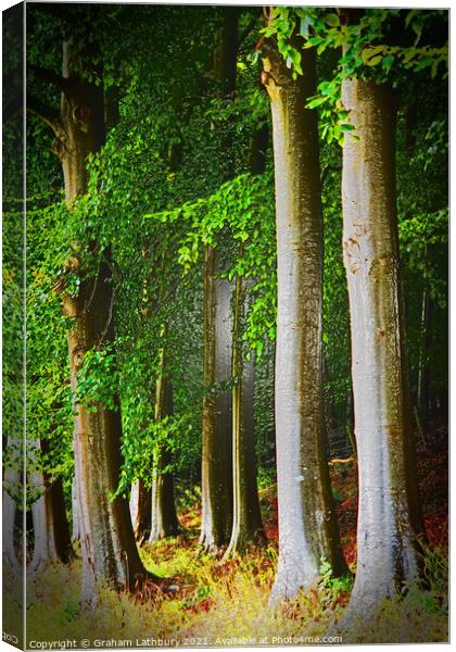 Cotswolds Trees Canvas Print by Graham Lathbury