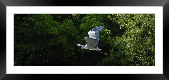 Grey Heron flying Framed Mounted Print by Phil Robinson