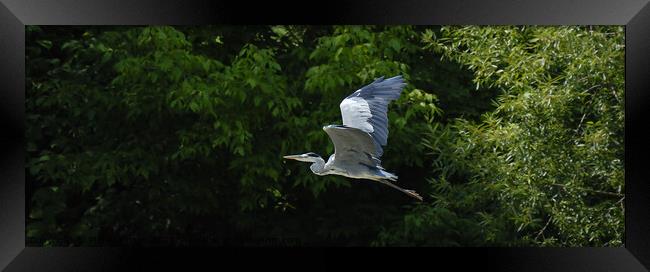 Grey Heron flying Framed Print by Phil Robinson
