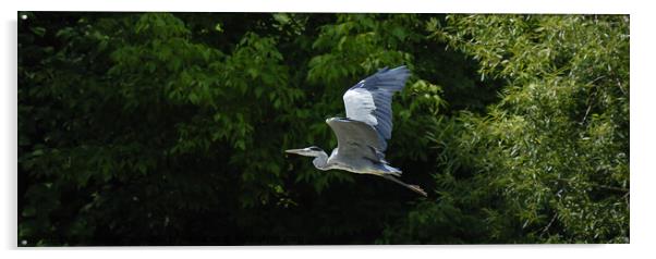 Grey Heron flying Acrylic by Phil Robinson