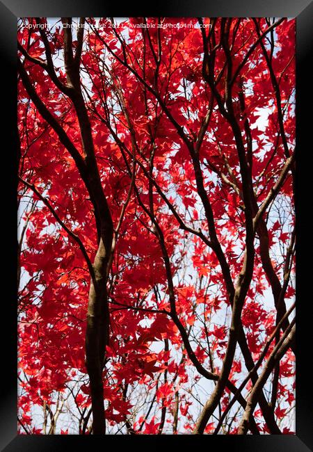 Red Leaves Of Autumn Framed Print by Christine Lake