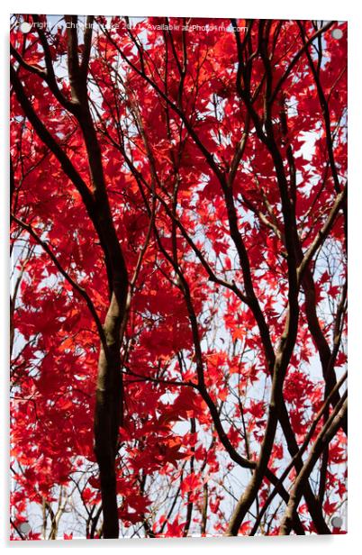 Red Leaves Of Autumn Acrylic by Christine Lake