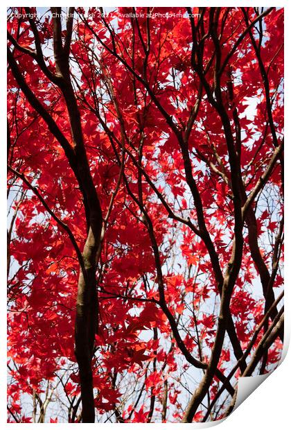 Red Leaves Of Autumn Print by Christine Lake