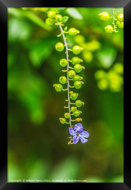 Blue Golden Dew Drop Skyflower Flower Moorea Tahiti Framed Print by William Perry