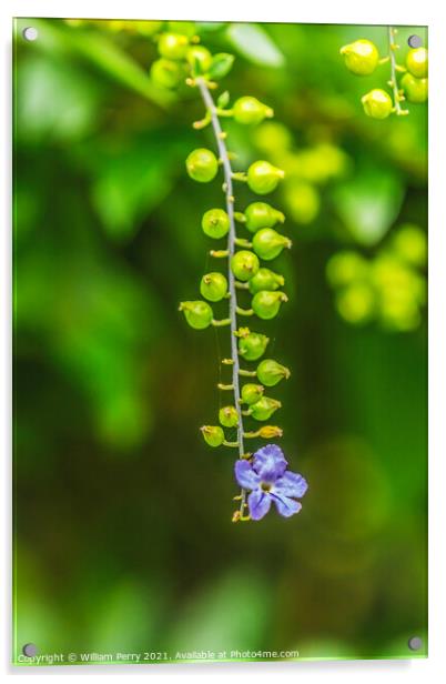 Blue Golden Dew Drop Skyflower Flower Moorea Tahiti Acrylic by William Perry