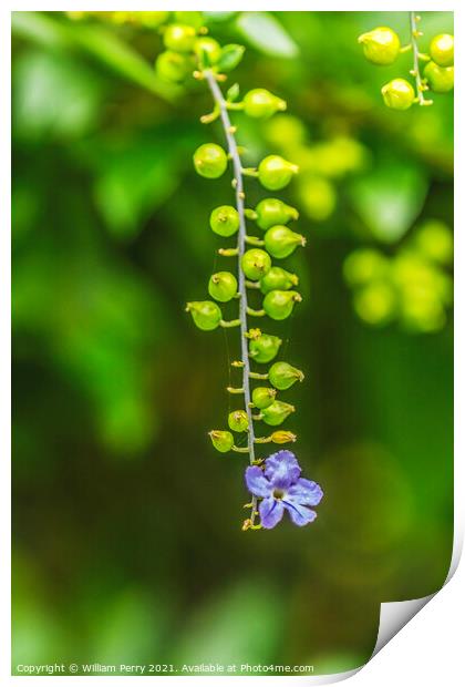 Blue Golden Dew Drop Skyflower Flower Moorea Tahiti Print by William Perry