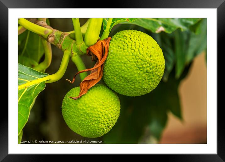 Green Breadfruit Jackfruit Moorea Tahiti Framed Mounted Print by William Perry