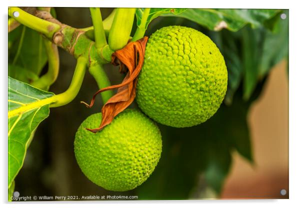 Green Breadfruit Jackfruit Moorea Tahiti Acrylic by William Perry