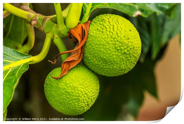 Green Breadfruit Jackfruit Moorea Tahiti Print by William Perry