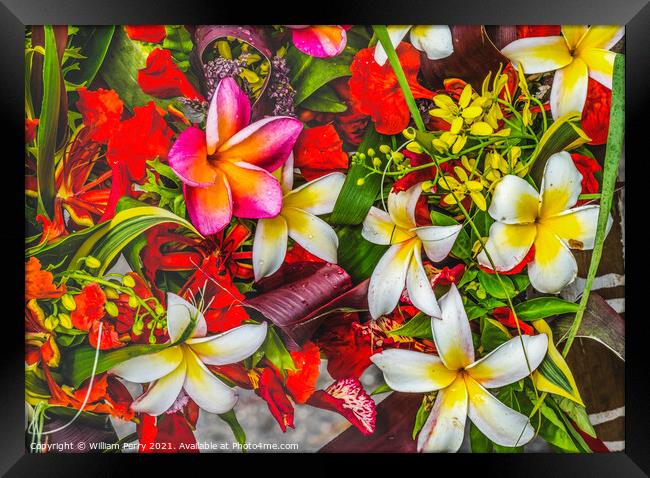 Pink Yellow Red Tropical Flowers  Chistmas Arrangement Plumeria  Framed Print by William Perry