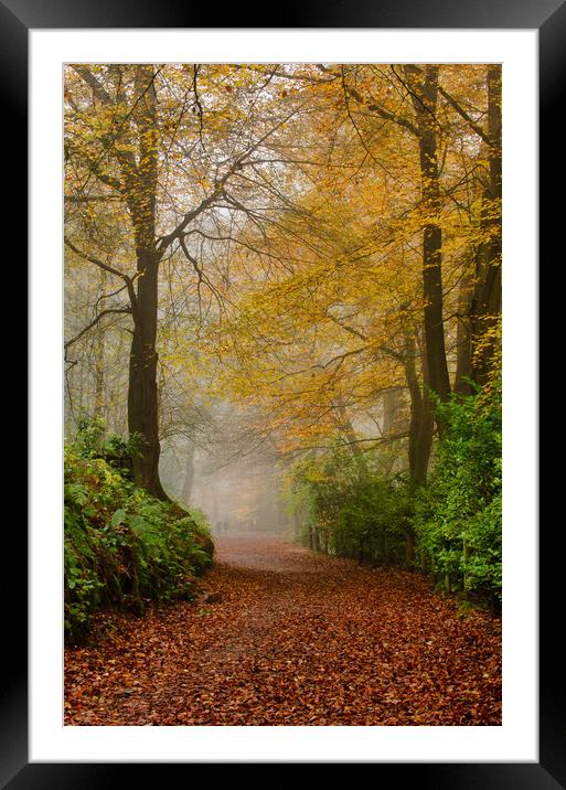 Enchanting Autumn Pathway Framed Mounted Print by Alan Tunnicliffe