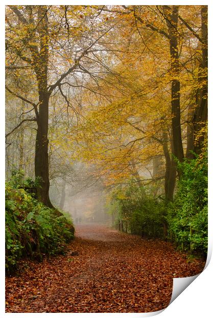 Enchanting Autumn Pathway Print by Alan Tunnicliffe
