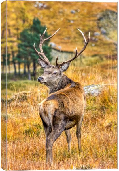Red Deer Stag in Autumn Canvas Print by Derek Beattie