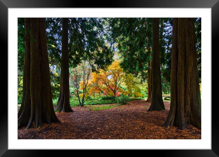 Autumn Acer Framed by Pine Trees Framed Mounted Print by Mark Rosher