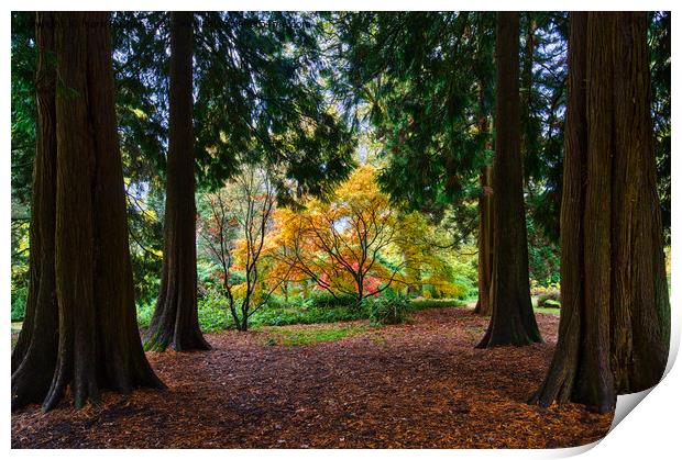 Autumn Acer Framed by Pine Trees Print by Mark Rosher