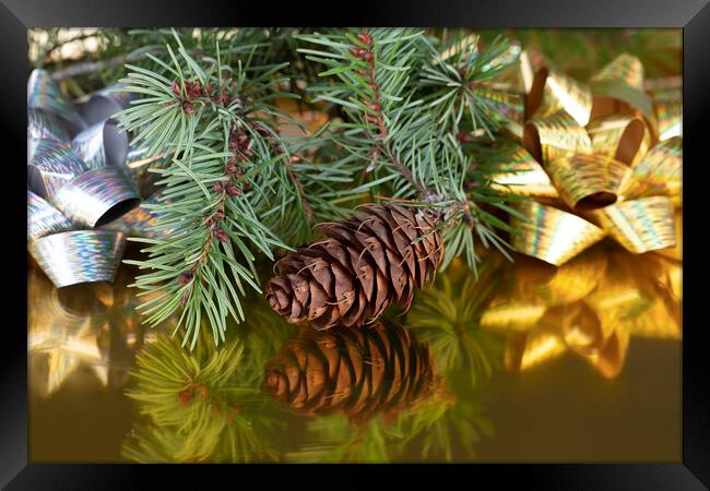 Close up view of a pinecone with fir branches  Framed Print by Thomas Baker