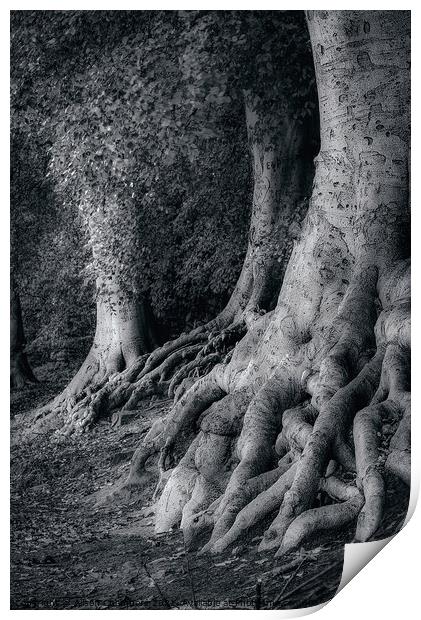 The Beech Trees Of Newmillerdam  Print by Alison Chambers