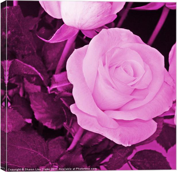 plum rose Canvas Print by Sharon Lisa Clarke