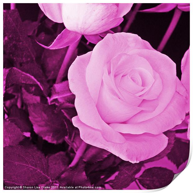 plum rose Print by Sharon Lisa Clarke