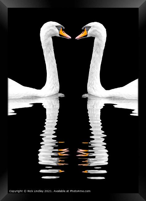 Swan Reflection Framed Print by Rick Lindley