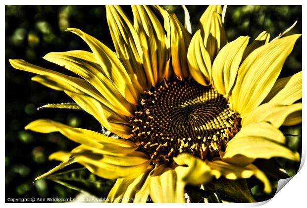 Close up of a sunflower with dramatic effect Print by Ann Biddlecombe