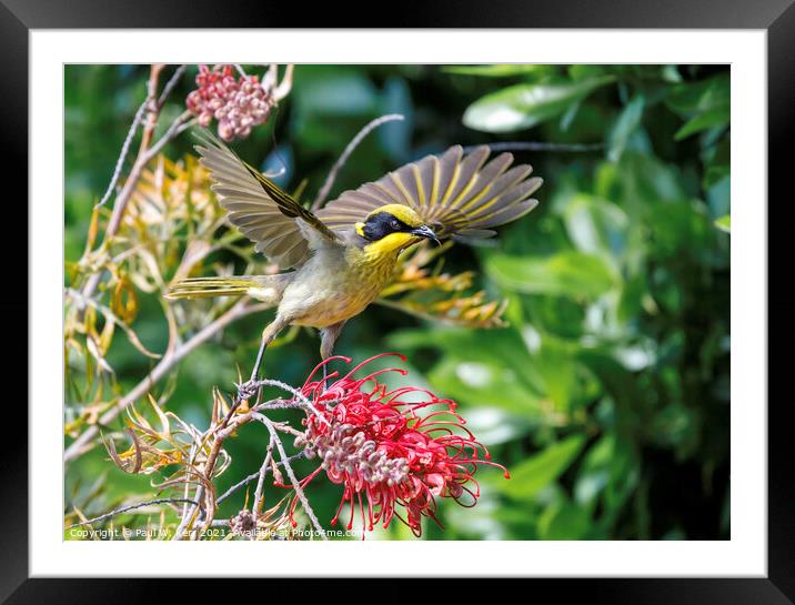 Yellow Tufted Honeyeater Framed Mounted Print by Paul W. Kerr