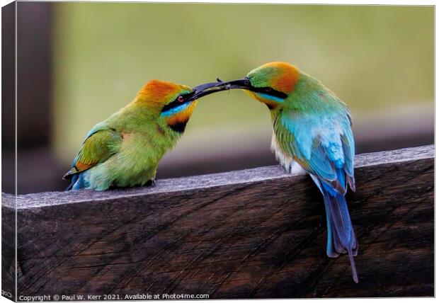 Courting - Rainbow Bee Eaters Canvas Print by Paul W. Kerr