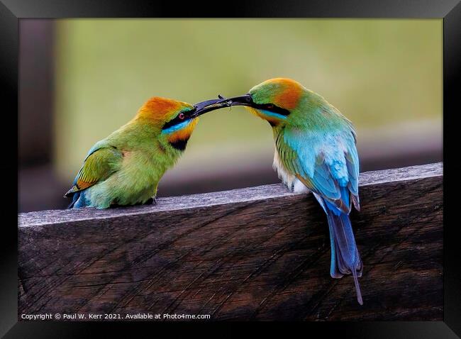 Courting - Rainbow Bee Eaters Framed Print by Paul W. Kerr