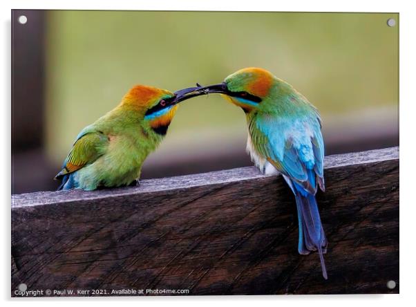Courting - Rainbow Bee Eaters Acrylic by Paul W. Kerr