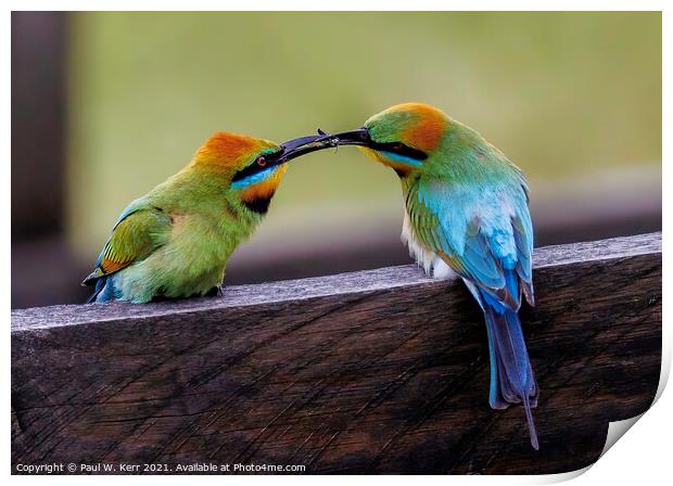 Courting - Rainbow Bee Eaters Print by Paul W. Kerr