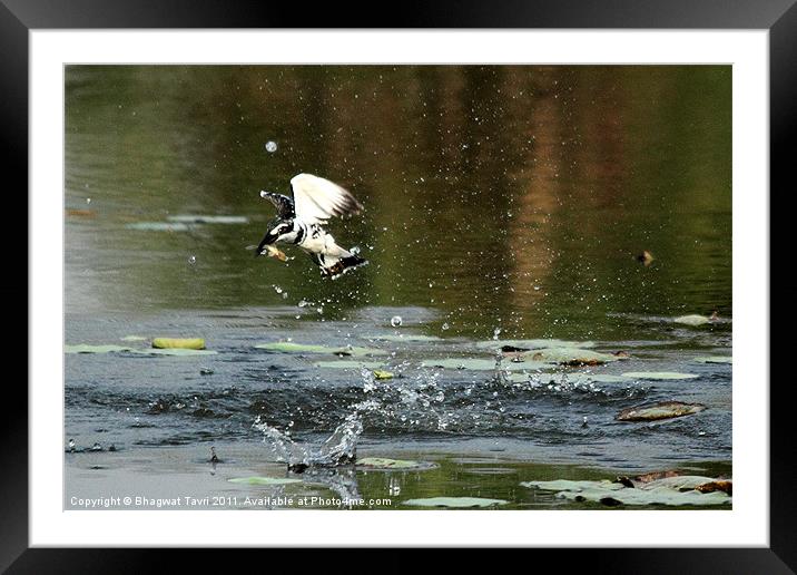 Pied Kingfisher with prey Framed Mounted Print by Bhagwat Tavri
