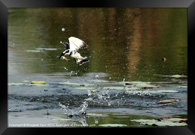 Pied Kingfisher with prey Framed Print by Bhagwat Tavri