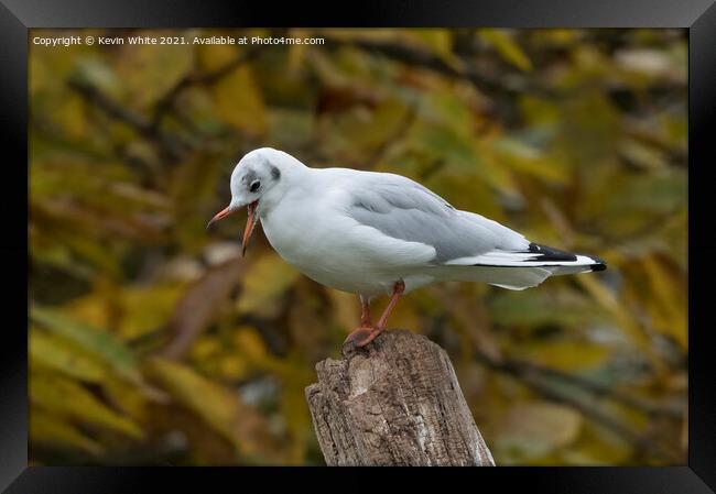 Seagull sounding off Framed Print by Kevin White