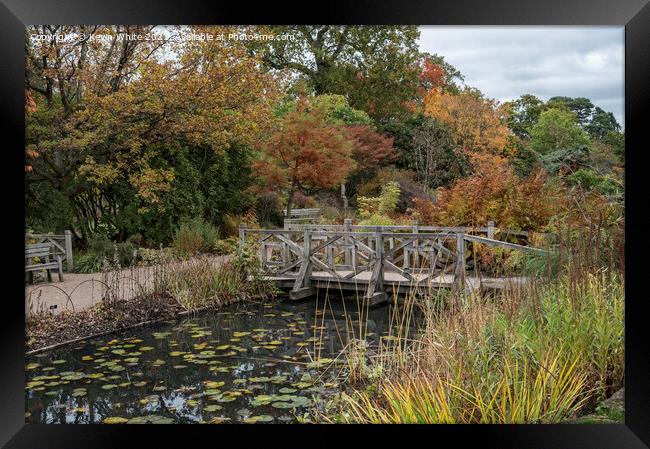 wooden bridge Wisley Framed Print by Kevin White