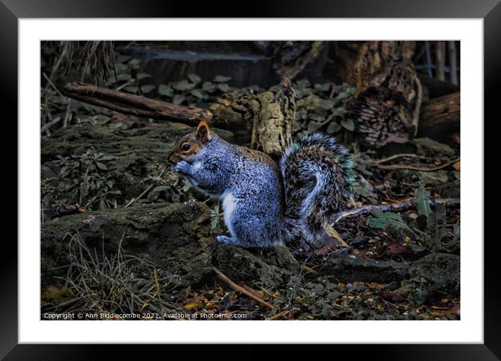Close up of Squirrel eating a nut Framed Mounted Print by Ann Biddlecombe