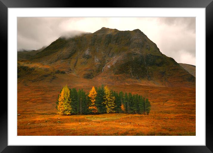 Trees of autumn Framed Mounted Print by Tony Bishop
