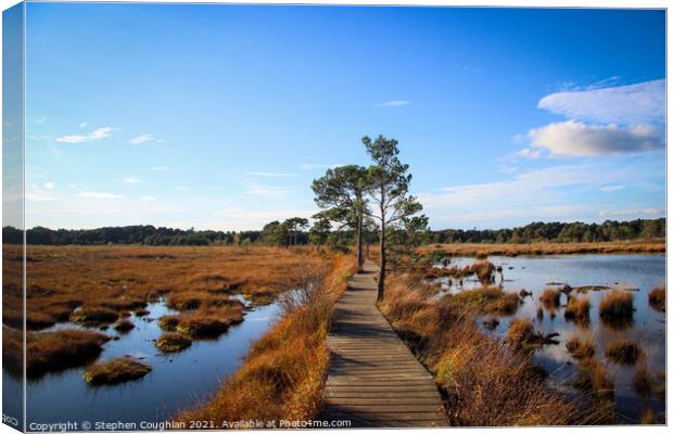 Thursley Nature Reserve Canvas Print by Stephen Coughlan