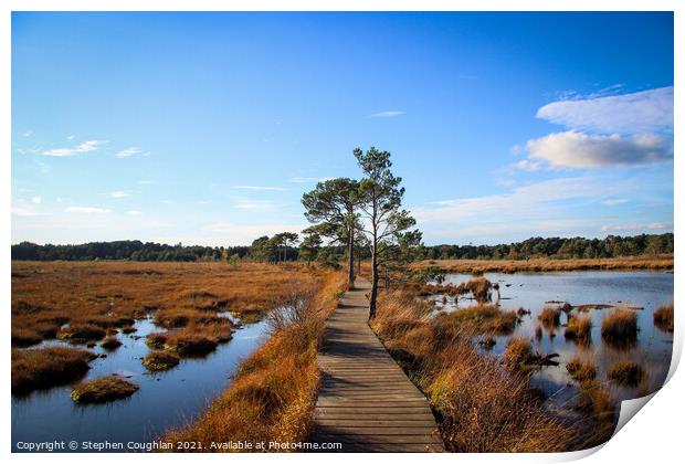 Thursley Nature Reserve Print by Stephen Coughlan