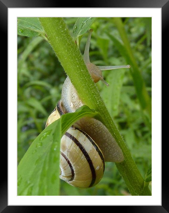 Stripey Snail Framed Mounted Print by Hannah Scriven