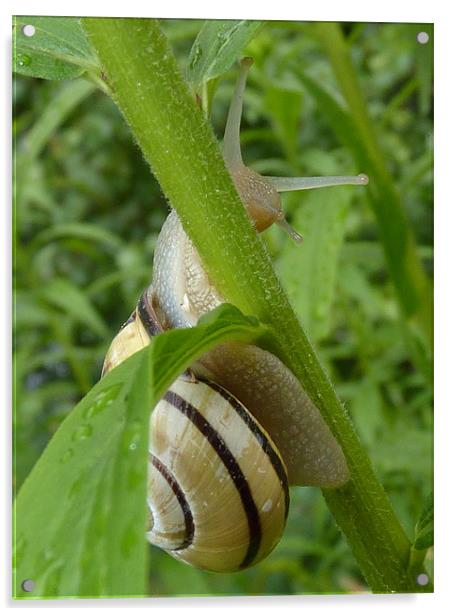 Stripey Snail Acrylic by Hannah Scriven