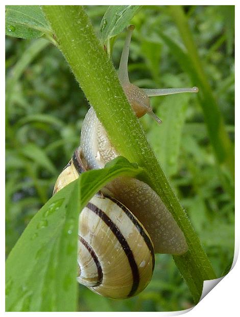 Stripey Snail Print by Hannah Scriven