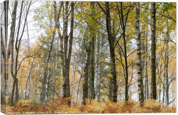 Silver birch and bracken in autumn Canvas Print by Heather Athey