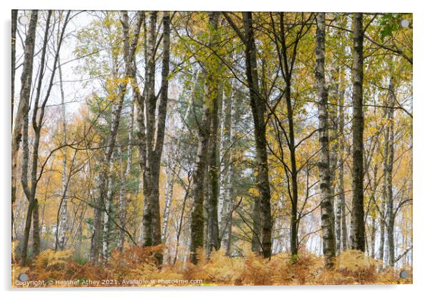 Silver birch and bracken in autumn Acrylic by Heather Athey