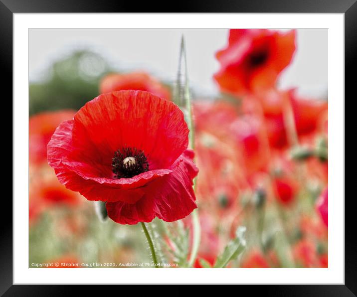 Poppies at the Poppy Farm Framed Mounted Print by Stephen Coughlan