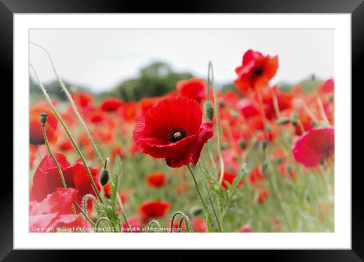 Poppies at the Poppy Farm Framed Mounted Print by Stephen Coughlan