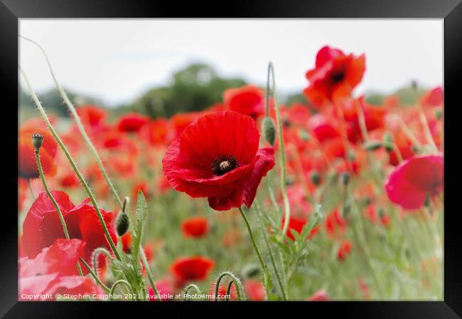 Poppies at the Poppy Farm Framed Print by Stephen Coughlan